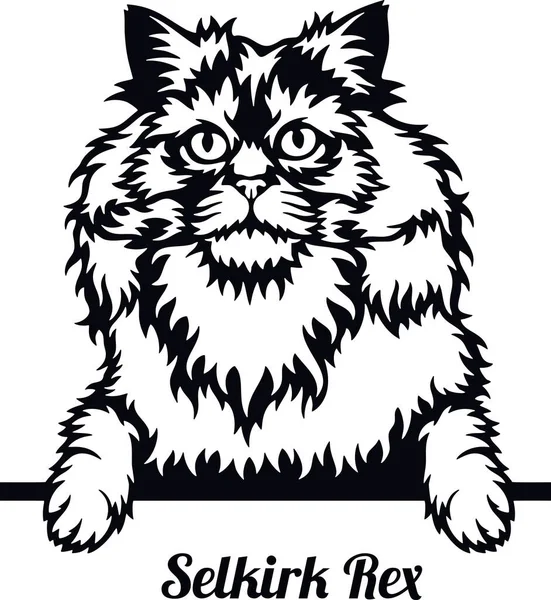 Selkirk Rex Cat -猫種。白地に隔離された猫の品種の頭 ベクターグラフィックス