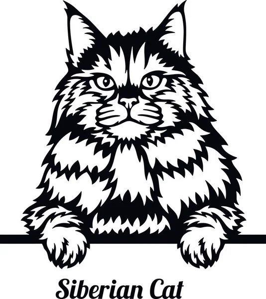 Kot syberyjski - rasy kotów. Głowa rasy kotów izolowana na białym tle — Wektor stockowy
