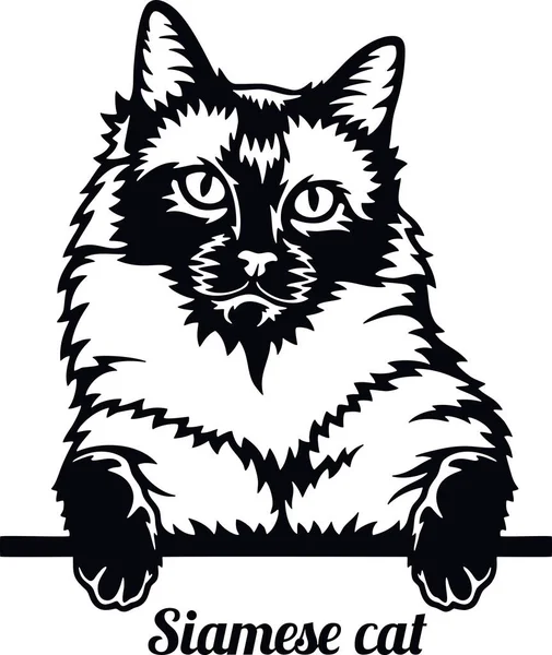 सियामी मांजर मांजरीची प्रजाती. पांढरा पार्श्वभूमीवर वेगळे मांजर प्रजाती डोके विना-रॉयल्टी स्टॉक इलस्ट्रेशन