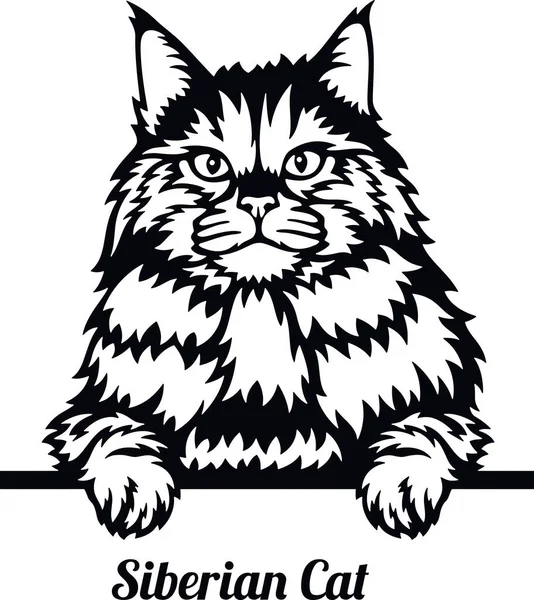 Siberian Cat - Cat breed. Cat breed head isolated on a white background Ilustración de stock