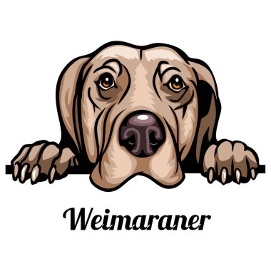 Weimaraner - Renkli Dikizci Köpekler - Yüzü bembeyaz