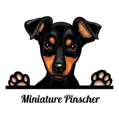 Minyatür Pinscher - Renkli Dikizci Köpekler - Yüzü bembeyaz renkte soyutlanmış