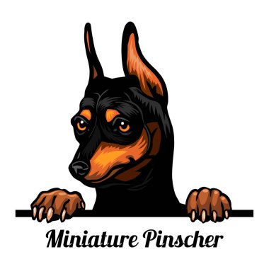 Minyatür Pinscher - Renkli Dikizci Köpekler - Yüzü bembeyaz renkte soyutlanmış