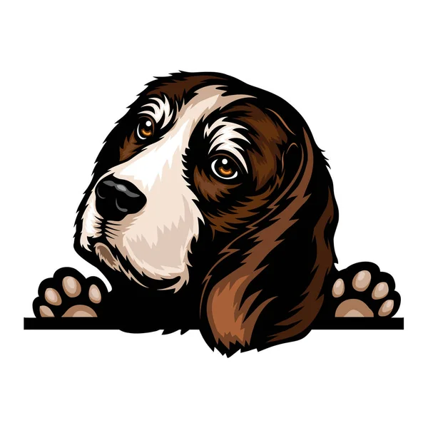 Beagle - barevní peeking psi - plemeno tvář hlava izolovaná na bílém — Stockový vektor