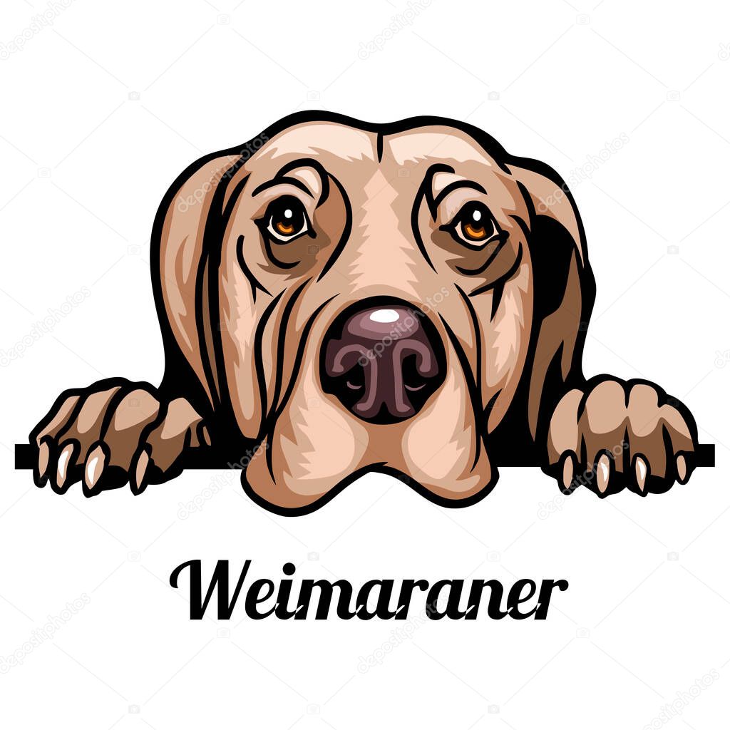 Weimaraner - Color Peeking Dogs - breed face head isolated on white