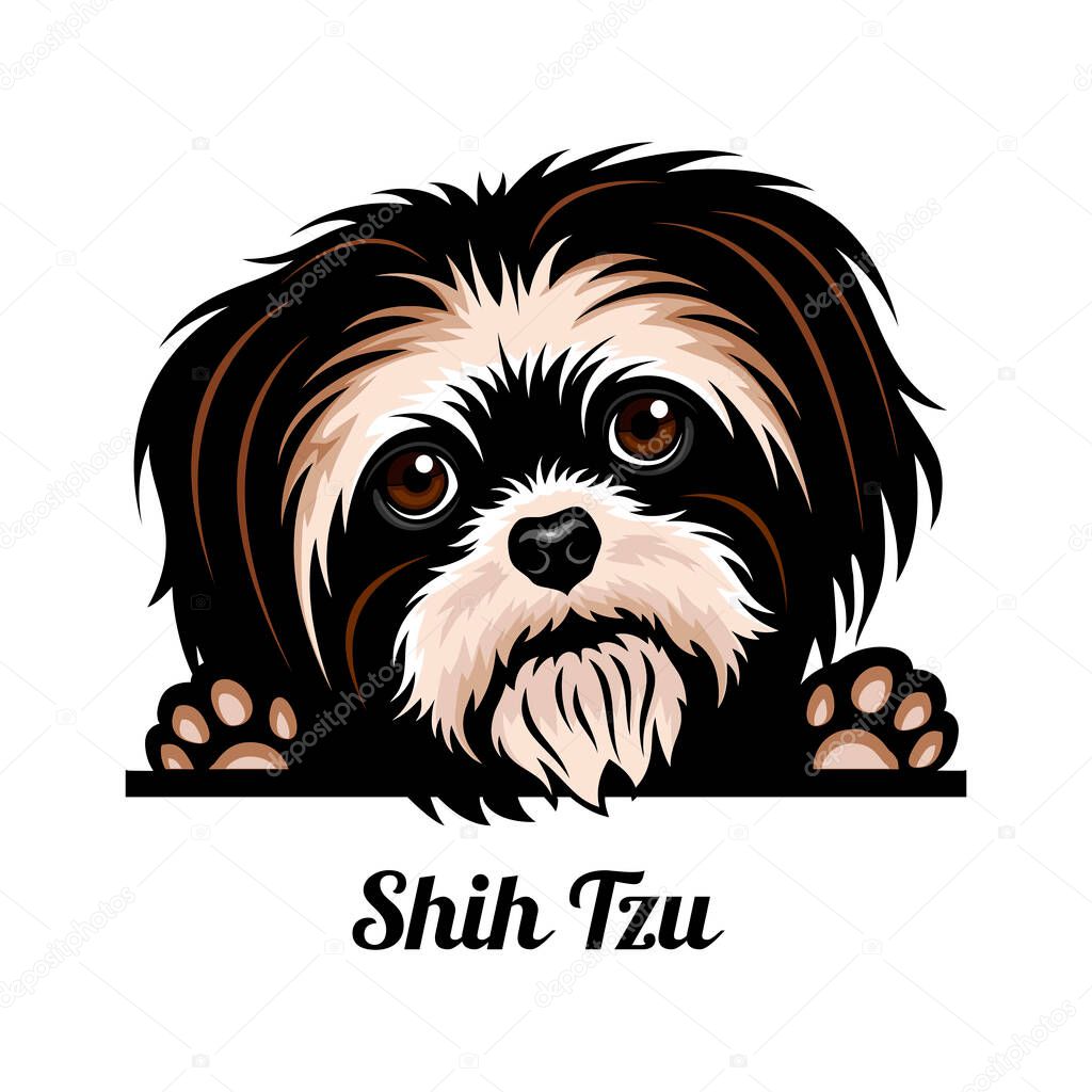Shih Tzu - Color Peeking Dogs - breed face head isolated on white