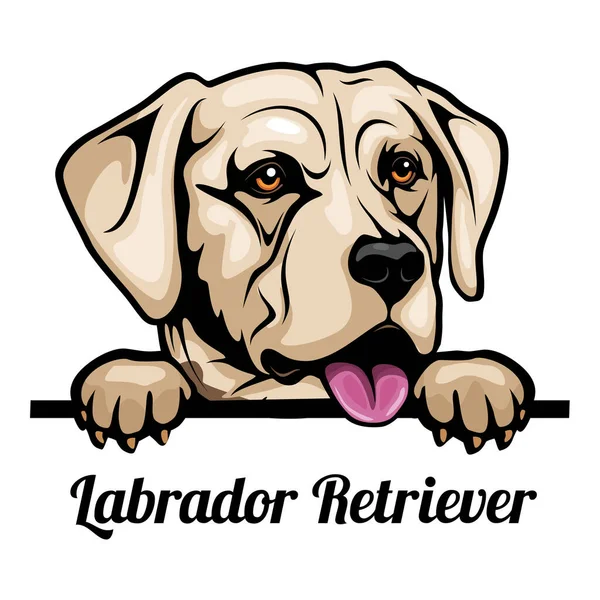 Labrador retrívr - barevné peeking psi - plemeno tvář hlavy izolované na bílém — Stockový vektor