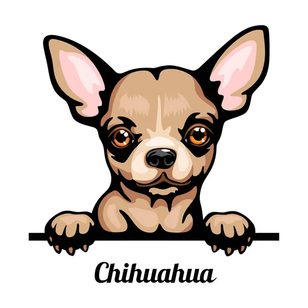 Chihuahua - Renkli Dikizci Köpekler - Yüzü bembeyaz