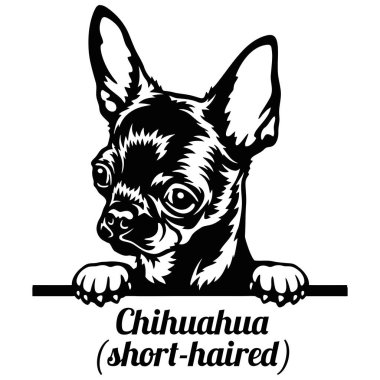 Chihuahua Röntgenci Köpek. Kafası beyazın üzerinde izole edilmiş.