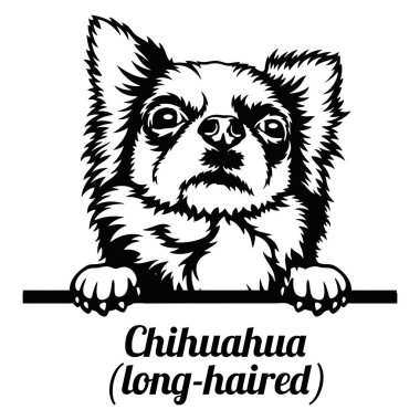 Chihuahua Röntgenci Köpek. Kafası beyazın üzerinde izole edilmiş.