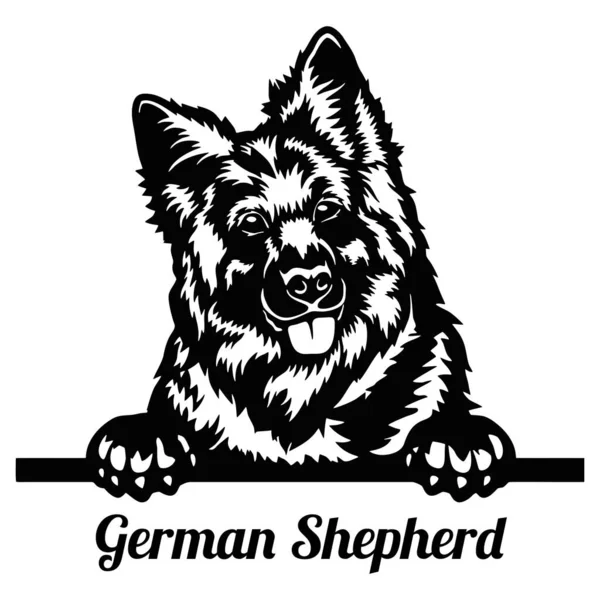 Pastor alemán Peeking Dog - cabeza aislada en blanco — Vector de stock