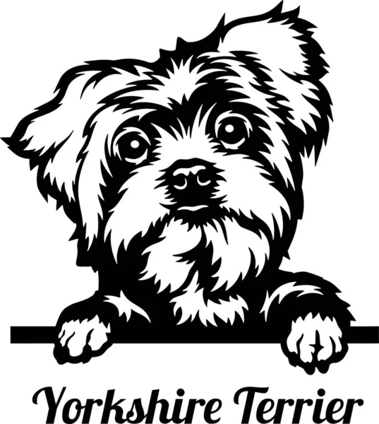 Yorkshire Terrier Peeking Dog - capul izolat pe alb — Vector de stoc