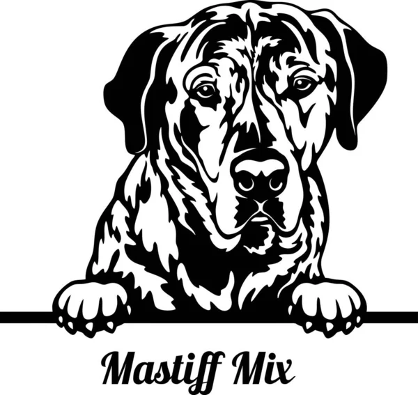 Mastiff Mix Peeking Dog - head isolated on white — Stok Vektör