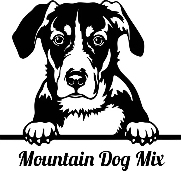 Mountain Dog Mix Peeking Dog - head isolated on white — 图库矢量图片