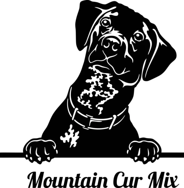 Mountain Cur Mix Peeking Dog - head isolated on white — Stok Vektör