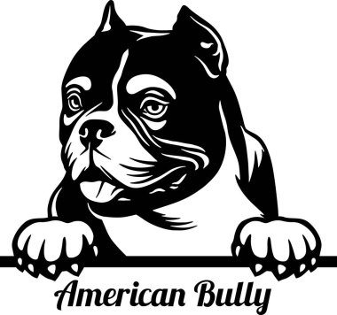 Amerikan Kabadayı Dikizci Köpek - kafası beyazın üzerinde yalıtılmış