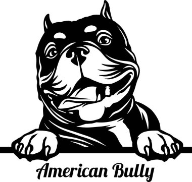 Amerikan Kabadayı Dikizci Köpek - kafası beyazın üzerinde yalıtılmış