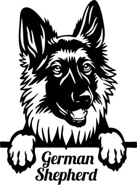 Alman Çoban Köpeği - kafası beyaz üzerine izole edilmiş