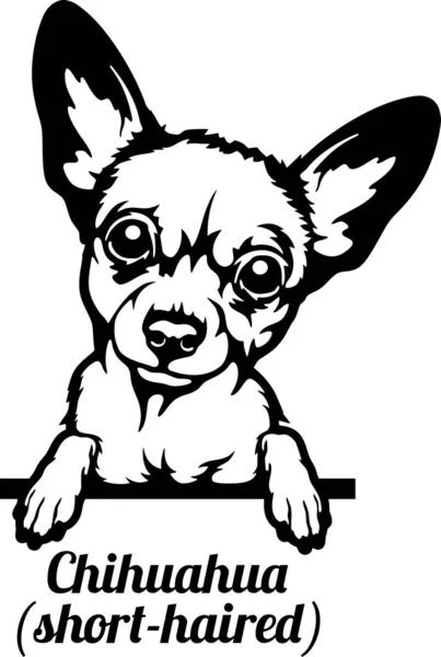 Chihuahua Röntgenci Köpek. Kafası beyazın üzerinde izole edilmiş.