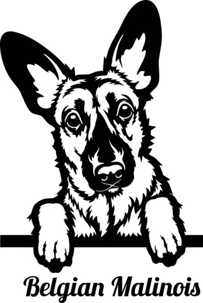 Belga Malinois Peeking Dog - testa isolata su bianco — Vettoriale Stock