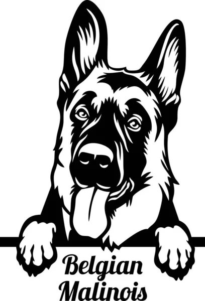 Belçika Malinois Röntgenci Köpeği - kafası beyaz üzerine izole edilmiş