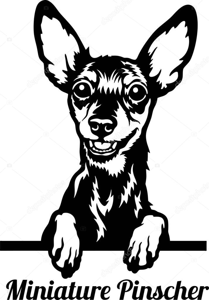 Miniature Pinscher Peeking Dog - head isolated on white - vector stock
