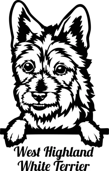 Batı Highland Beyaz Teriyeri Dikizci Köpek - kafası beyaz üzerine izole edilmiş