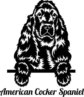 Amerikan Cocker Spaniel Röntgenci Köpek kafası beyazların üzerinde izole edilmiş.