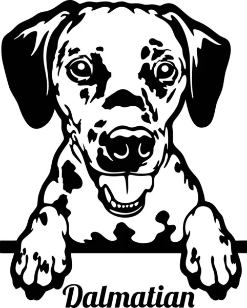ダルマチアの盲導犬-白で隔離された頭 — ストックベクタ