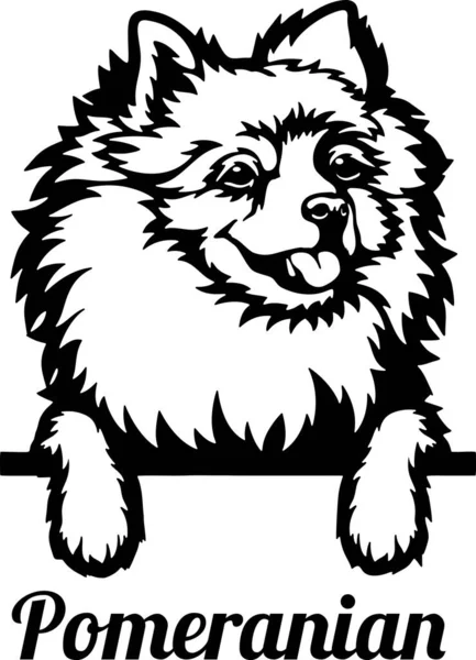 Pomeranian Peeking Dog - cabeça isolada em branco — Vetor de Stock
