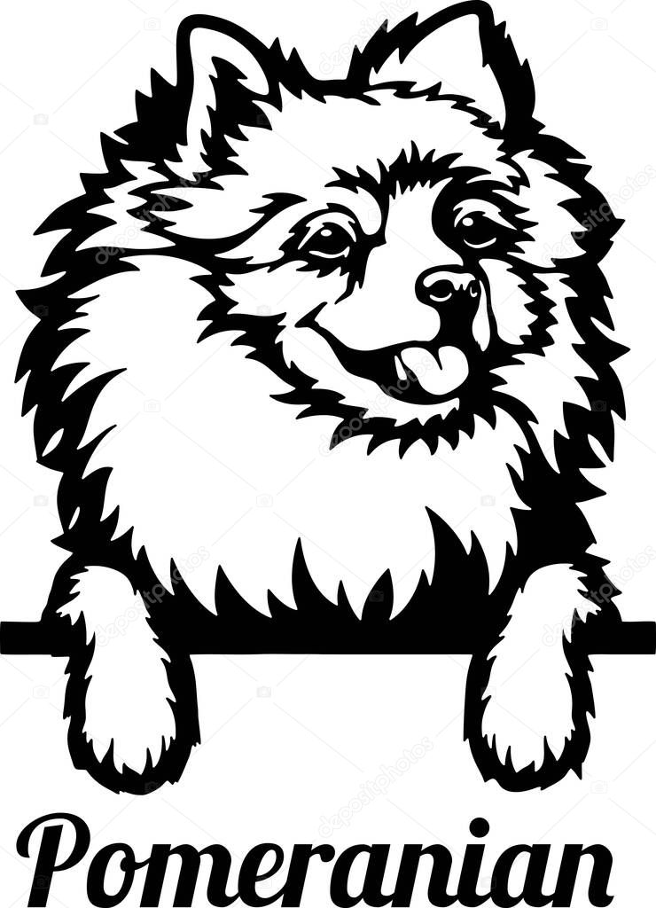 Pomeranian Peeking Dog - head isolated on white - vector stock
