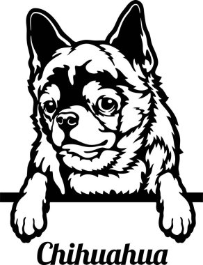 Chihuahua Röntgenci Köpek. Kafası beyazın üzerinde izole edilmiş.
