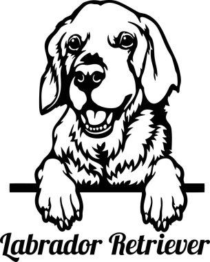 Labrador Retriever Röntgenci Köpek - kafası beyaz üzerine izole edilmiş