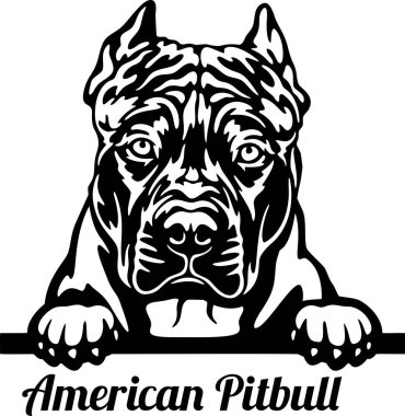 Amerikan Pitbull dikizci köpeği - kafası beyazın üzerinde izole.