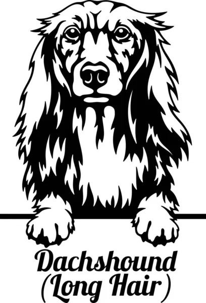 Jezevčík Peeking Dog - hlava izolovaná na bílém — Stockový vektor