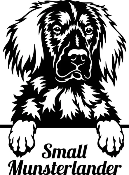 Small Munsterlander Peeking Dog - голова ізольована на білому — стоковий вектор