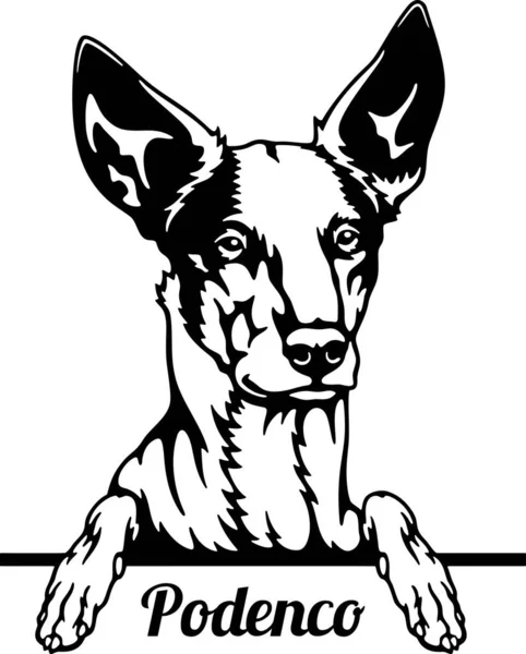 Podenco Peeking Dog - głowa odizolowana na białym — Wektor stockowy