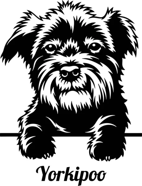 Yorkipoo Peeking Dog - cabeza aislada en blanco — Archivo Imágenes Vectoriales