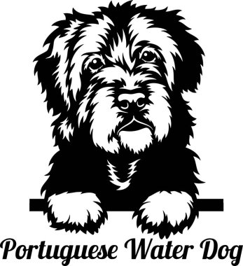 Portekizli Su Köpeği - Röntgenci Köpek - kafa beyaz üzerinde izole