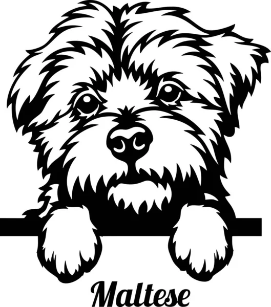 マルタの盲導犬-白で隔離された頭 — ストックベクタ