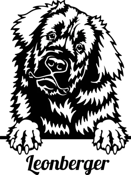 Leonberger Röntgenci Köpek - kafası beyazın üzerinde izole edilmiş