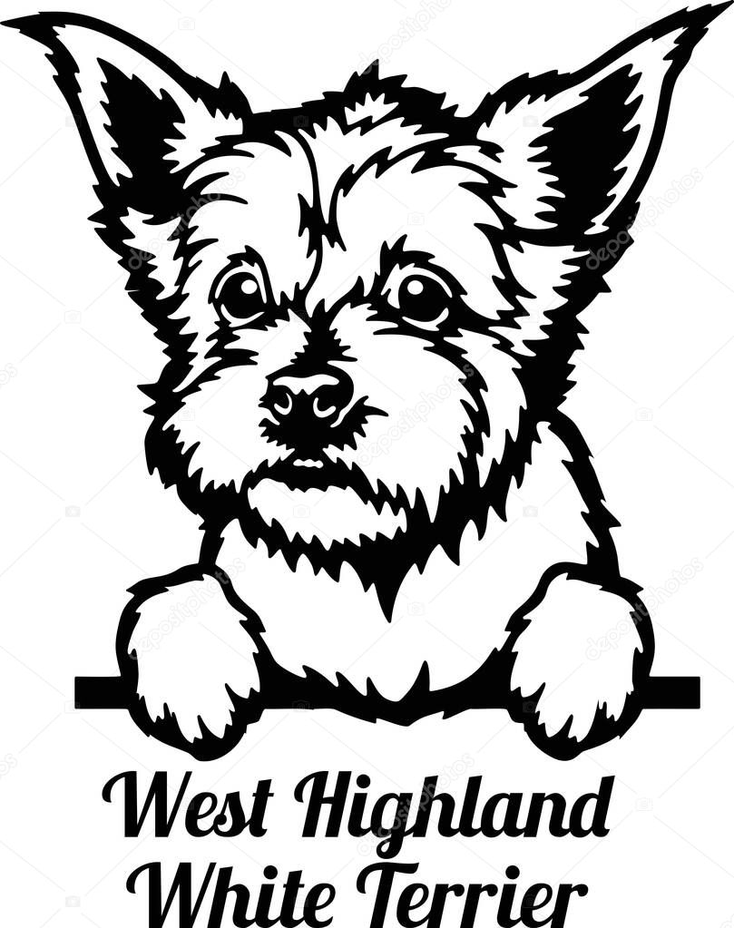 West Highland White Terrier Peeking Dog - head isolated on white - vector stock