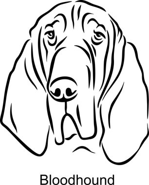 Hat tarzında Kan Tazısı Portresi Köpek - Aydınlık Tarzlı Hayvan Portresi Beyaz üzerinde izole