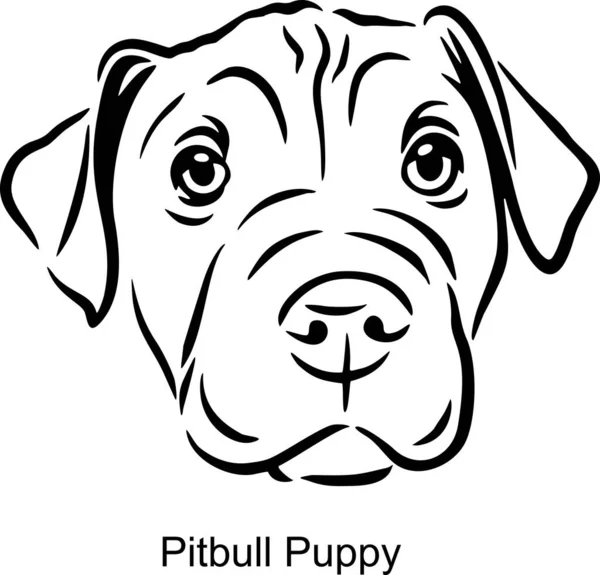 Pitbull Puppy Portrait Dog im Linienstil - Pet Portrait im Light Style Kopf isoliert auf weiß — Stockvektor