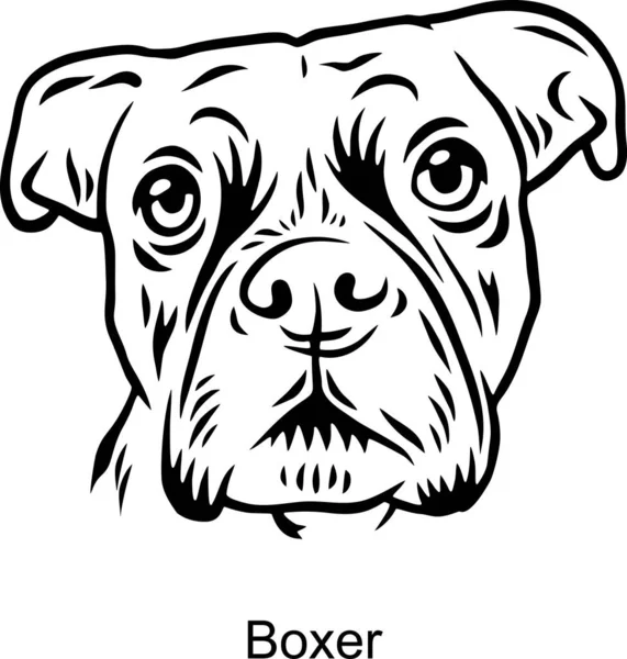 Boxer Portrait Dog em estilo Line - Pet Portrait em estilo leve cabeça isolada no branco — Vetor de Stock