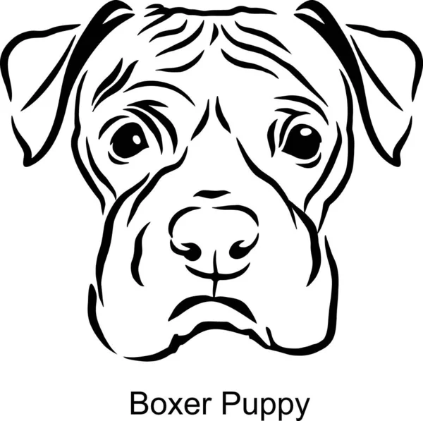 Boxer Filhote de cachorro retrato cão em estilo de linha - Pet Portrait em estilo leve cabeça isolada no branco — Vetor de Stock