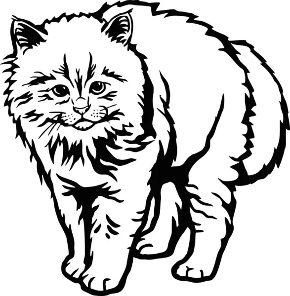 Gatito lindo - Gato divertido aislado en blanco, lindo gatito, amante de las mascotas, silueta de mascotas, gatitos esponjosos. Jugar a las mascotas. — Vector de stock