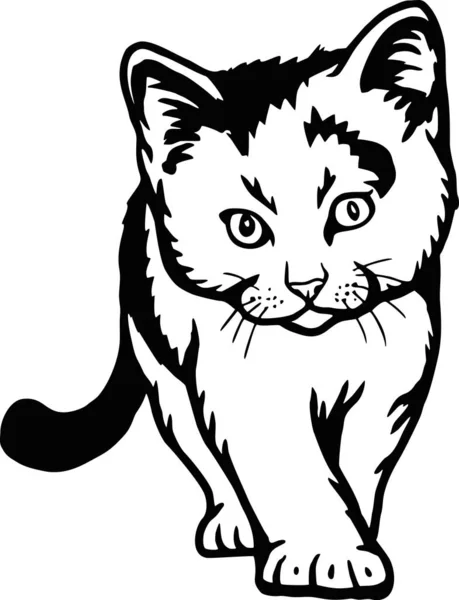 Chaton mignon - Chat drôle isolé sur blanc, Chaton mignon, Amoureux des animaux de compagnie, Silhouette d'animal de compagnie, chatons moelleux. Jouer les animaux domestiques. — Image vectorielle