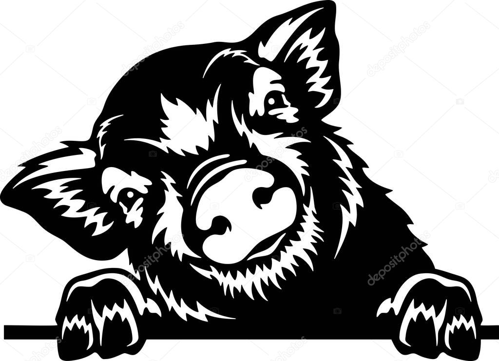 Peeking Pig - Funny Farm Animals peeking out - face head isolated on white vector stock