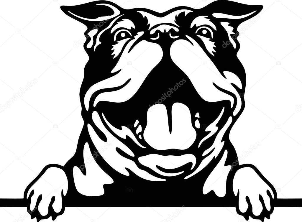 Peeking bulldog - Funny Farm Animals peeking out - face head isolated on white vector stock